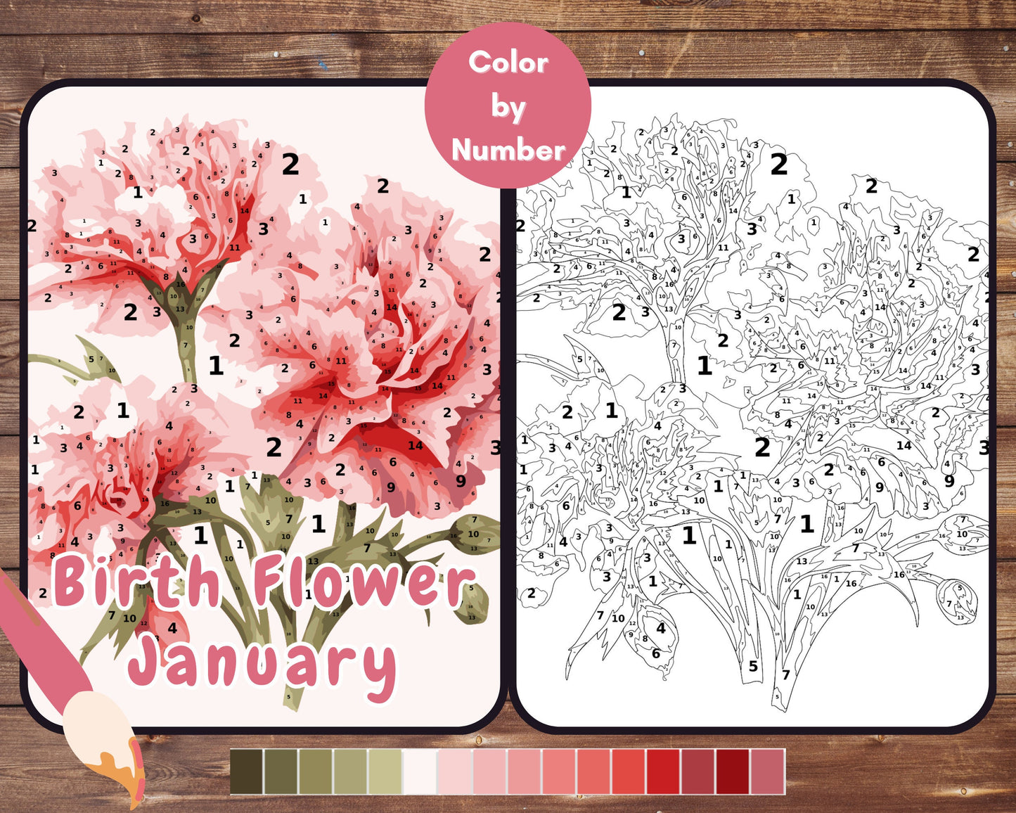 January Birth Flower Color by Number, Carnation Flower Paint By Number for Adult, Printable Coloring Pages Sheets, Digital Download, PDF&PNG