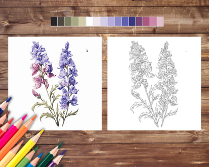 July Birth Flower Color by Number, Larkspur Paint By Number for Adult, Printable Coloring Pages Sheets, Digital Download, PDF&PNG