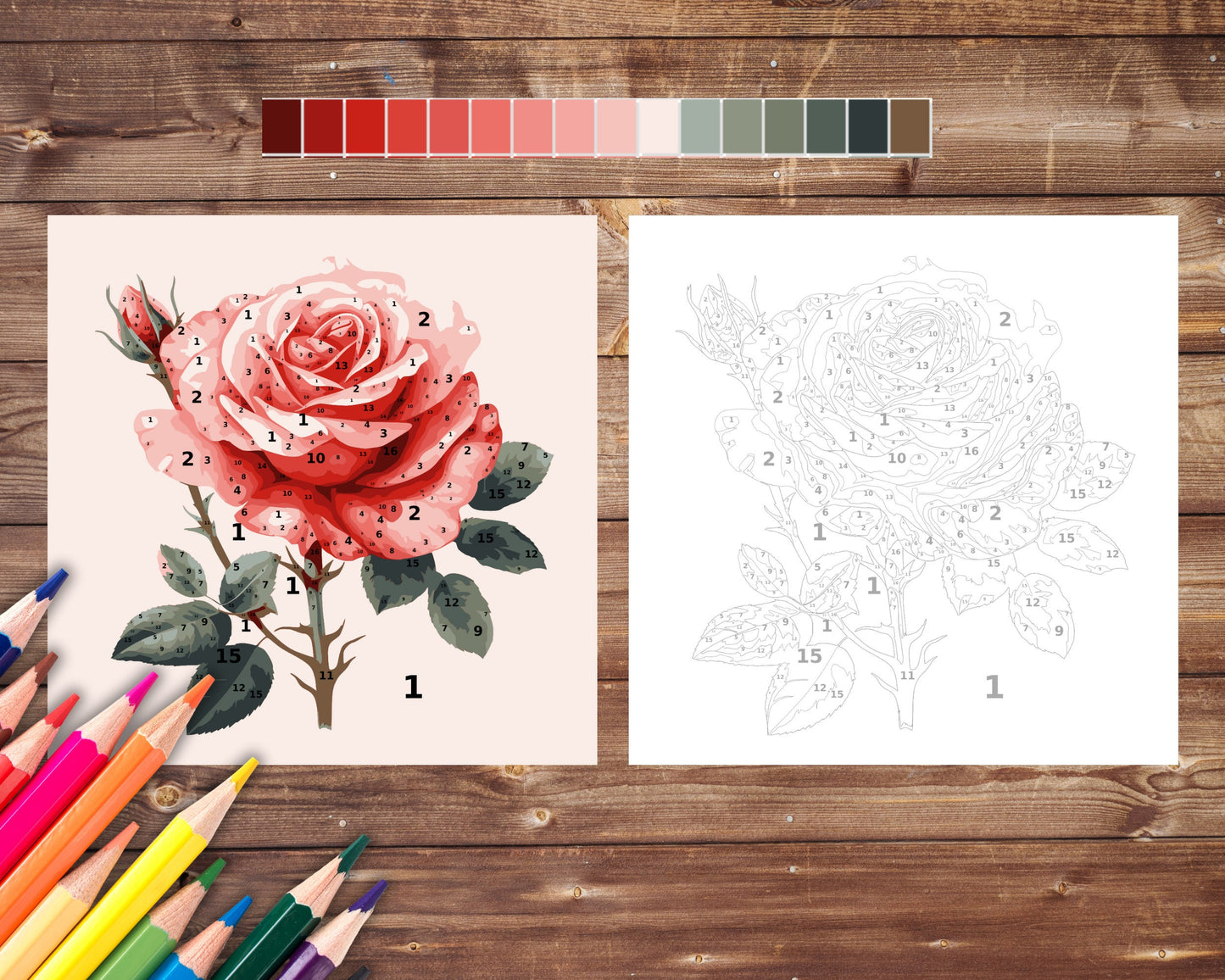 June Birth Flower Color by Number, Rose Paint By Number for Adult, Printable Coloring Pages Sheets, Digital Download, PDF&PNG